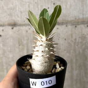 【現品限り】パキポディウム・デンシフローラム【W10】 Pachypodium densiflorum【植物】塊根植物 夏型 コーデックス