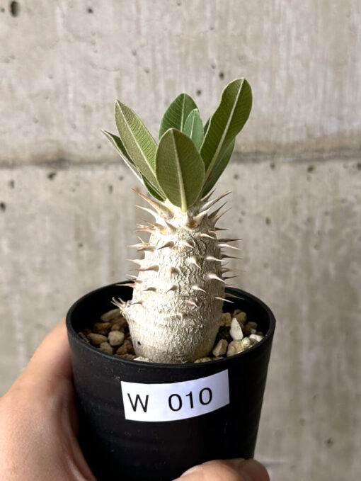 【現品限り】パキポディウム・デンシフローラム【W10】 Pachypodium densiflorum【植物】塊根植物 夏型 コーデックス