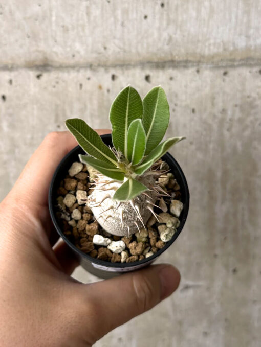 【現品限り】パキポディウム・デンシフローラム【W10】 Pachypodium densiflorum【植物】塊根植物 夏型 コーデックス - 画像 (2)