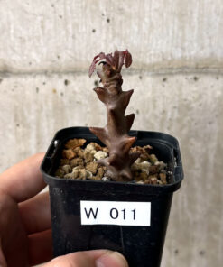 【現品限り】ベイセリア・メキシカーナ【W11】 Beiselia mexicana【植物】塊根植物 夏型 コーデックス