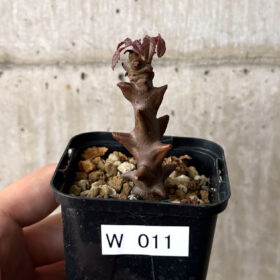 【現品限り】ベイセリア・メキシカーナ【W11】 Beiselia mexicana【植物】塊根植物 夏型 コーデックス