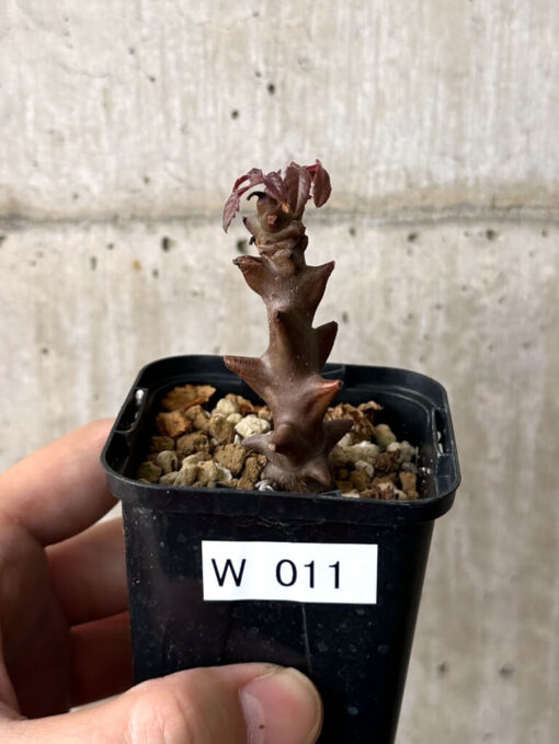 【現品限り】ベイセリア・メキシカーナ【W11】 Beiselia mexicana【植物】塊根植物 夏型 コーデックス