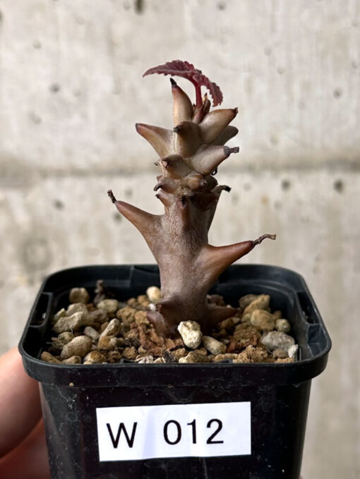 【現品限り】ベイセリア・メキシカーナ【W12】 Beiselia mexicana【植物】塊根植物 夏型 コーデックス