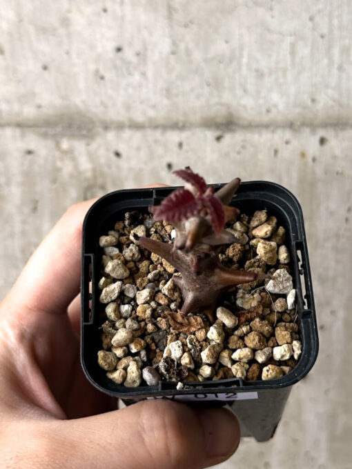 【現品限り】ベイセリア・メキシカーナ【W12】 Beiselia mexicana【植物】塊根植物 夏型 コーデックス - 画像 (2)