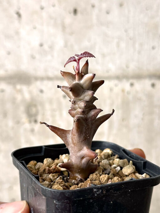 【現品限り】ベイセリア・メキシカーナ【W12】 Beiselia mexicana【植物】塊根植物 夏型 コーデックス - 画像 (3)
