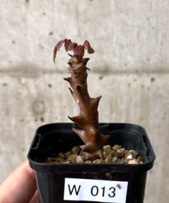 【現品限り】ベイセリア・メキシカーナ【W13】 Beiselia mexicana【植物】塊根植物 夏型 コーデックス