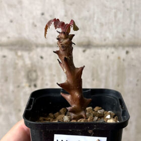 【現品限り】ベイセリア・メキシカーナ【W13】 Beiselia mexicana【植物】塊根植物 夏型 コーデックス