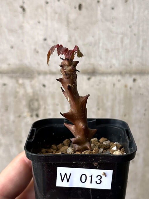 【現品限り】ベイセリア・メキシカーナ【W13】 Beiselia mexicana【植物】塊根植物 夏型 コーデックス
