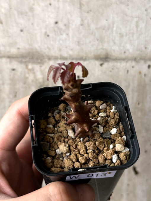 【現品限り】ベイセリア・メキシカーナ【W13】 Beiselia mexicana【植物】塊根植物 夏型 コーデックス - 画像 (2)