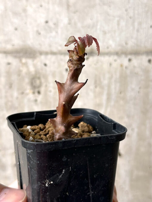 【現品限り】ベイセリア・メキシカーナ【W13】 Beiselia mexicana【植物】塊根植物 夏型 コーデックス - 画像 (3)