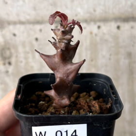 【現品限り】ベイセリア・メキシカーナ【W14】 Beiselia mexicana【植物】塊根植物 夏型 コーデックス