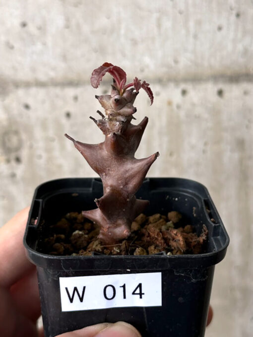 【現品限り】ベイセリア・メキシカーナ【W14】 Beiselia mexicana【植物】塊根植物 夏型 コーデックス