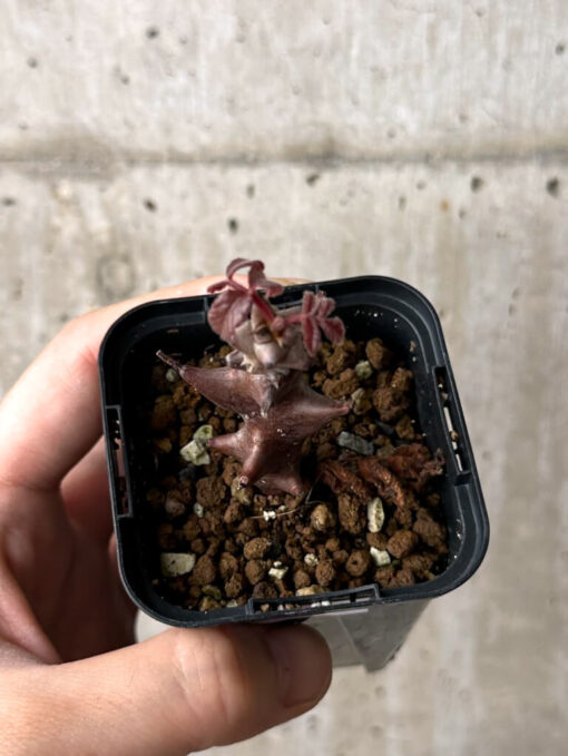 【現品限り】ベイセリア・メキシカーナ【W14】 Beiselia mexicana【植物】塊根植物 夏型 コーデックス - 画像 (2)