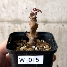 【現品限り】ベイセリア・メキシカーナ【W15】 Beiselia mexicana【植物】塊根植物 夏型 コーデックス