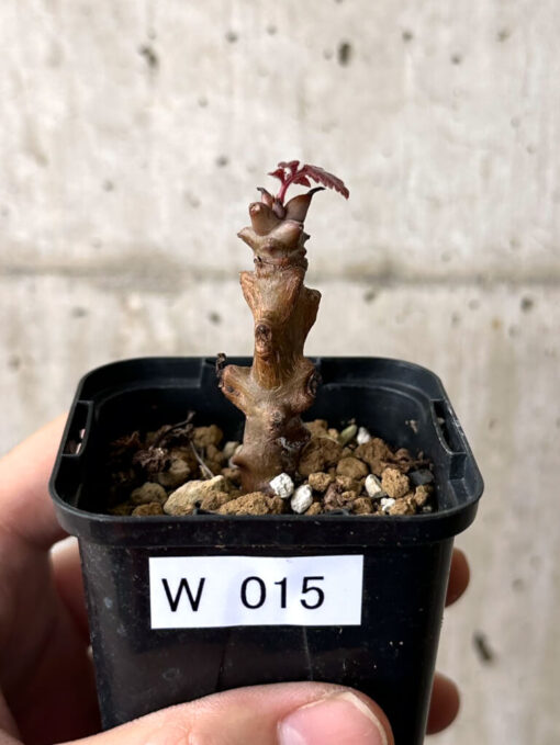 【現品限り】ベイセリア・メキシカーナ【W15】 Beiselia mexicana【植物】塊根植物 夏型 コーデックス