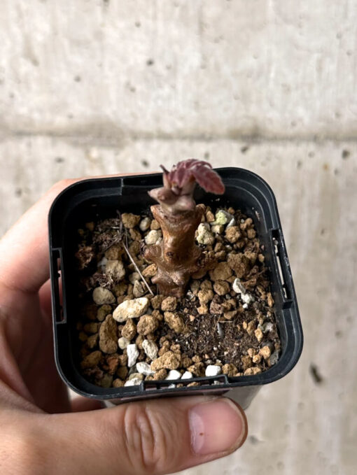【現品限り】ベイセリア・メキシカーナ【W15】 Beiselia mexicana【植物】塊根植物 夏型 コーデックス - 画像 (2)