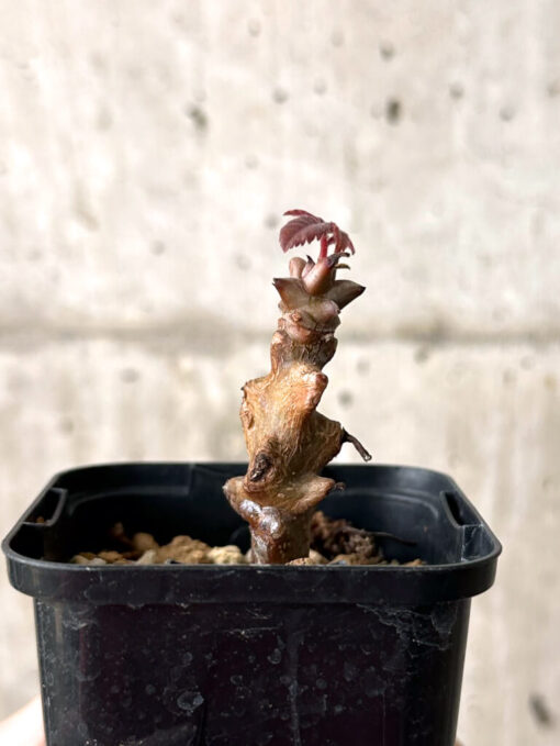 【現品限り】ベイセリア・メキシカーナ【W15】 Beiselia mexicana【植物】塊根植物 夏型 コーデックス - 画像 (3)