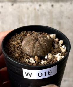 【現品限り】ユーフォルビア・オベサ【W16】 Euphorbia obesa【植物】塊根植物 夏型 コーデックス