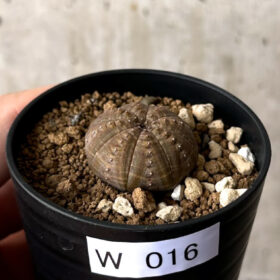 【現品限り】ユーフォルビア・オベサ【W16】 Euphorbia obesa【植物】塊根植物 夏型 コーデックス