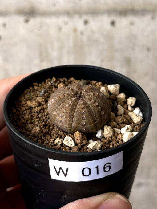 【現品限り】ユーフォルビア・オベサ【W16】 Euphorbia obesa【植物】塊根植物 夏型 コーデックス