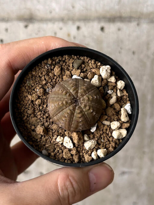 【現品限り】ユーフォルビア・オベサ【W16】 Euphorbia obesa【植物】塊根植物 夏型 コーデックス - 画像 (2)