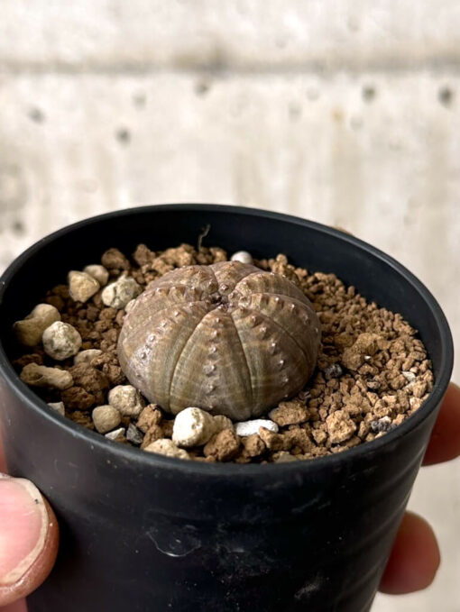 【現品限り】ユーフォルビア・オベサ【W16】 Euphorbia obesa【植物】塊根植物 夏型 コーデックス - 画像 (3)