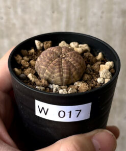 【現品限り】ユーフォルビア・オベサ【W17】 Euphorbia obesa【植物】塊根植物 夏型 コーデックス