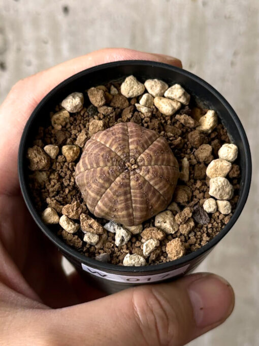 【現品限り】ユーフォルビア・オベサ【W17】 Euphorbia obesa【植物】塊根植物 夏型 コーデックス - 画像 (2)