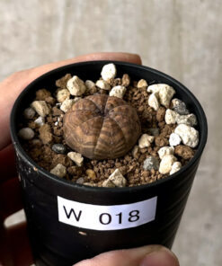 【現品限り】ユーフォルビア・オベサ【W18】 Euphorbia obesa【植物】塊根植物 夏型 コーデックス