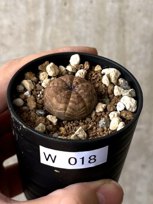 【現品限り】ユーフォルビア・オベサ【W18】 Euphorbia obesa【植物】塊根植物 夏型 コーデックス