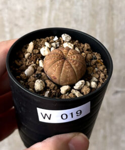 【現品限り】ユーフォルビア・オベサ【W19】 Euphorbia obesa【植物】塊根植物 夏型 コーデックス
