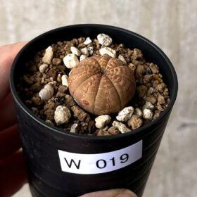 【現品限り】ユーフォルビア・オベサ【W19】 Euphorbia obesa【植物】塊根植物 夏型 コーデックス