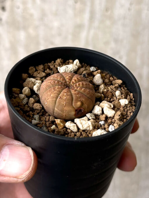 【現品限り】ユーフォルビア・オベサ【W19】 Euphorbia obesa【植物】塊根植物 夏型 コーデックス - 画像 (3)