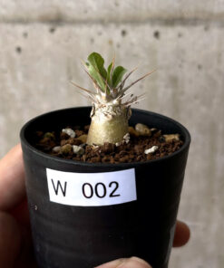 【現品限り】パキポディウム・レアリー【W2】 Pachypodium lealii【植物】塊根植物 夏型 コーデックス