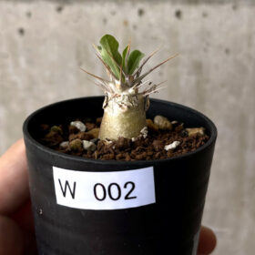 【現品限り】パキポディウム・レアリー【W2】 Pachypodium lealii【植物】塊根植物 夏型 コーデックス