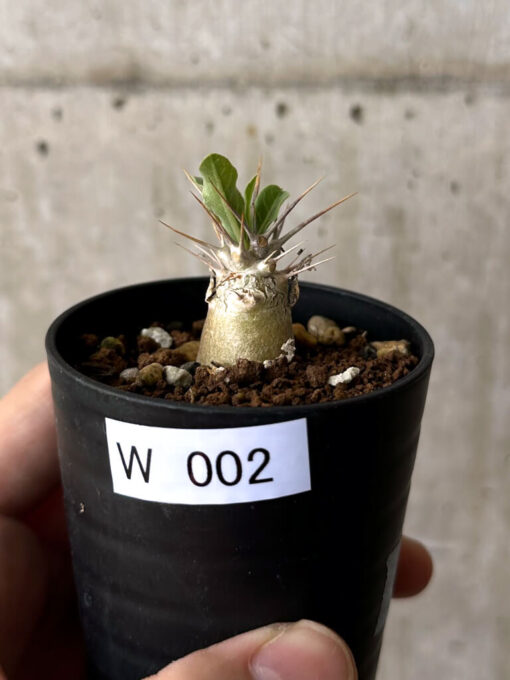 【現品限り】パキポディウム・レアリー【W2】 Pachypodium lealii【植物】塊根植物 夏型 コーデックス