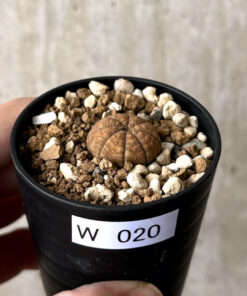 【現品限り】ユーフォルビア・オベサ【W20】 Euphorbia obesa【植物】塊根植物 夏型 コーデックス