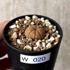 【現品限り】ユーフォルビア・オベサ【W20】 Euphorbia obesa【植物】塊根植物 夏型 コーデックス