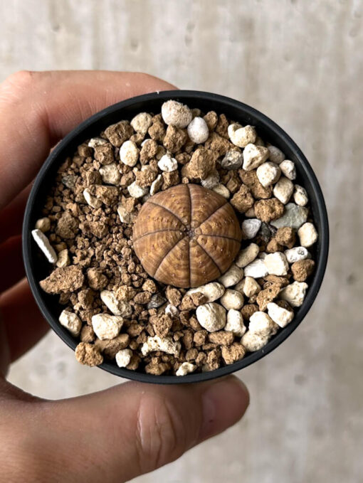 【現品限り】ユーフォルビア・オベサ【W20】 Euphorbia obesa【植物】塊根植物 夏型 コーデックス - 画像 (2)