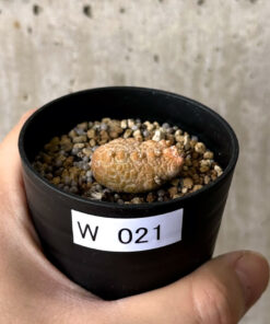 【現品限り】プセウドリトス・カプトヴィペラエ【W21】 pseudolithos caput viperae【植物】塊根植物 夏型 コーデックス