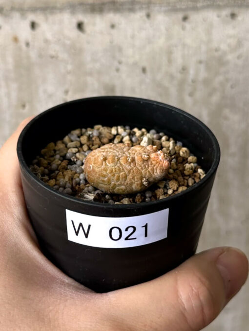 【現品限り】プセウドリトス・カプトヴィペラエ【W21】 pseudolithos caput viperae【植物】塊根植物 夏型 コーデックス