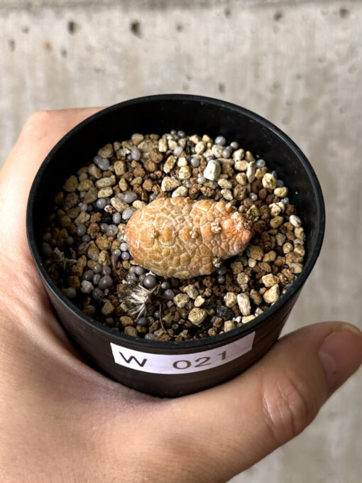 【現品限り】プセウドリトス・カプトヴィペラエ【W21】 pseudolithos caput viperae【植物】塊根植物 夏型 コーデックス - 画像 (2)
