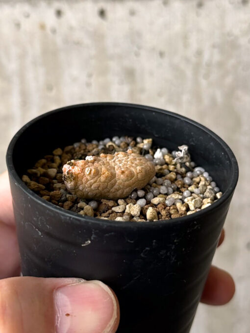 【現品限り】プセウドリトス・カプトヴィペラエ【W21】 pseudolithos caput viperae【植物】塊根植物 夏型 コーデックス - 画像 (3)