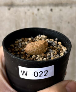 【現品限り】プセウドリトス・カプトヴィペラエ【W22】 pseudolithos caput viperae【植物】塊根植物 夏型 コーデックス