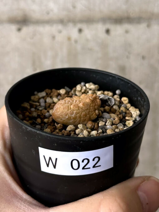 【現品限り】プセウドリトス・カプトヴィペラエ【W22】 pseudolithos caput viperae【植物】塊根植物 夏型 コーデックス