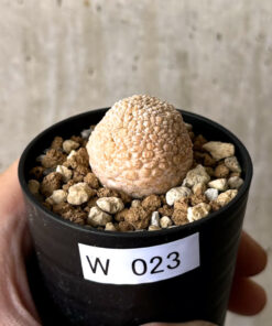 【現品限り】プセウドリトス・ミギウルティヌス【W23】 Pseudolithos migiurtinus【植物】塊根植物 夏型 コーデックス
