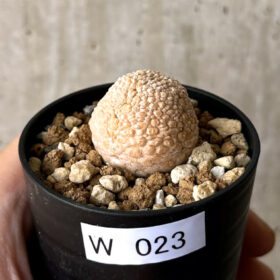 【現品限り】プセウドリトス・ミギウルティヌス【W23】 Pseudolithos migiurtinus【植物】塊根植物 夏型 コーデックス