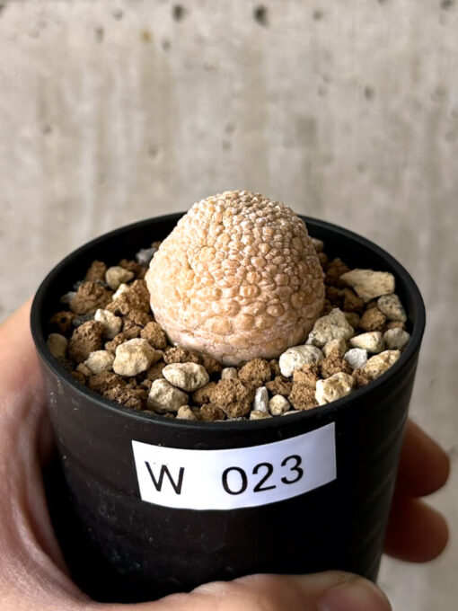 【現品限り】プセウドリトス・ミギウルティヌス【W23】 Pseudolithos migiurtinus【植物】塊根植物 夏型 コーデックス