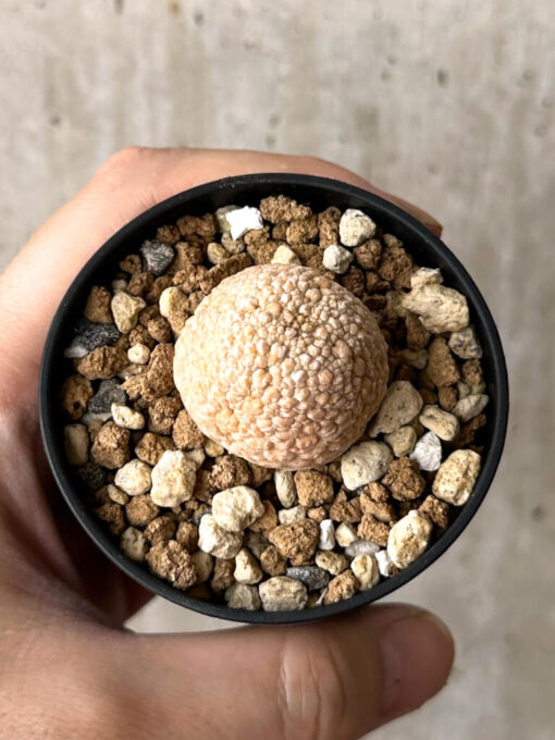 【現品限り】プセウドリトス・ミギウルティヌス【W23】 Pseudolithos migiurtinus【植物】塊根植物 夏型 コーデックス - 画像 (2)