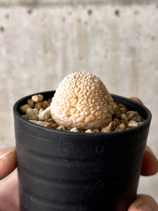 【現品限り】プセウドリトス・ミギウルティヌス【W23】 Pseudolithos migiurtinus【植物】塊根植物 夏型 コーデックス - 画像 (3)